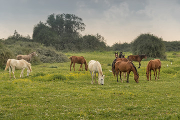 Obraz na płótnie Canvas Herd of horses grazing in a meadow Rural landscape