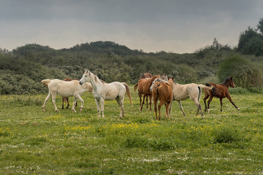 Thoroughbred horses grazing in pasture outdoors in Israel. Rural peacefully landscape