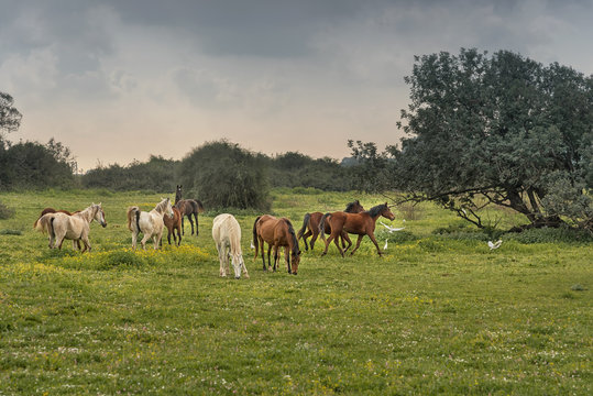 Herd of horses in the pasture. Hiking in Israel