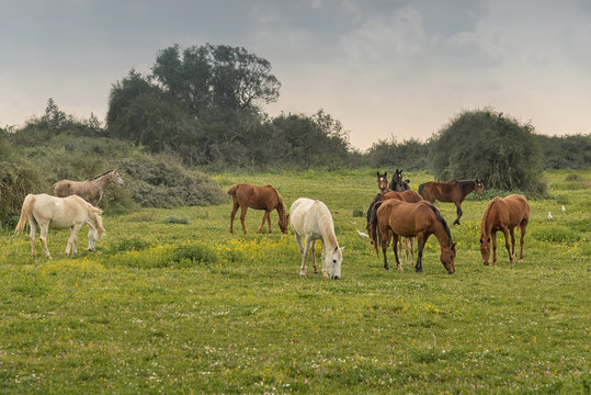 Herd of horses grazing in a meadow Rural landscape