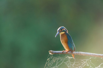 Kingfisher or Alcedo atthis perches on branch with spiderweb attached to it
