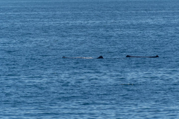 Obraz premium Two Sperm Whales (Physeter macrocephalus) on the surface of the Sea of Cortez (Bay of California), Baja California, Mexico.