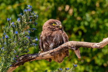 Little owl or Athene noctua perched on branch
