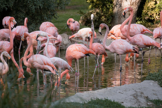Grupo de flamencos caribe&ntilde;os en una charca en Madrid