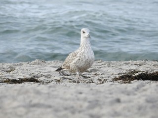 möwe am strand von stralsund