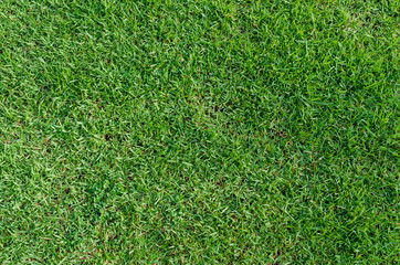 green grass texture for background