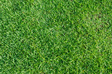 background of green grass