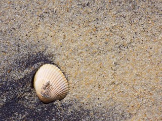 shell on the beach