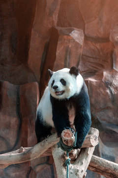 Cute giant panda or Ailuropoda melanoleuca enjoy playing at the zoo. Adorable big bear with beautiful fur. Endangered wild animal, native in China. National animal symbols of China.