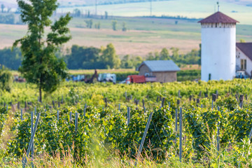 Fototapeta na wymiar Beautiful vineyard on sunny day. Agricultural wine making concept