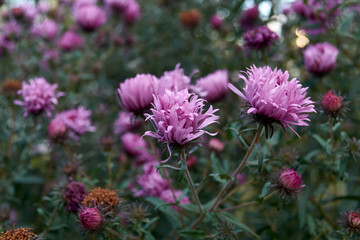 Pink fresh gardens flowers 
