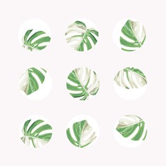 Set of design colorful templates icons and emblems - social media story highlight. Different blogger monstera leaves icons in trendy style isolated on white background