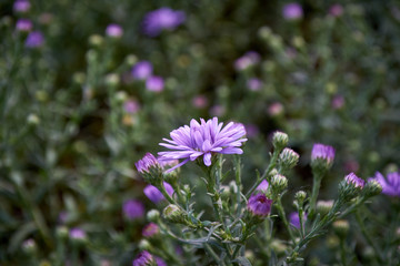Macro photo of  wild pink nature flower