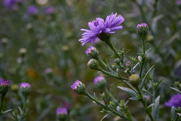 Purple flowers in the spring summer garden