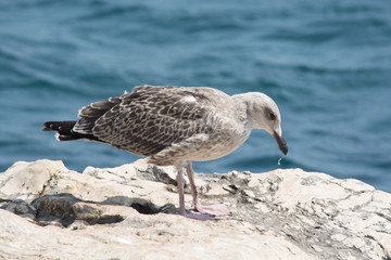 Seagull on a rock at the Gaios village the capital of Paxoi island, Ionian islands, Greece