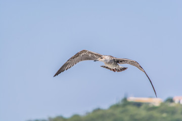 Fototapeta premium A seagull flying at Gaios the port of Paxoi island, Ionian islands, Greece