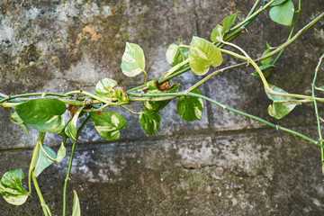 green plant leaves close up