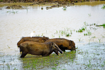 Wild boars in a swamp of Sri Lanka 