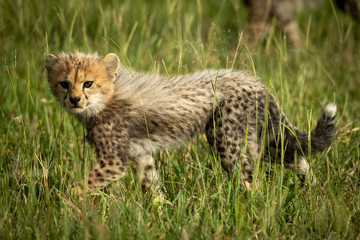 Obraz na płótnie Canvas Cheetah cub walks through grass eyeing camera