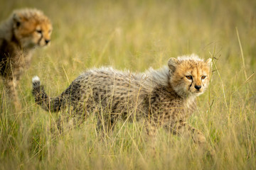 Cheetah cub walks through grass with another