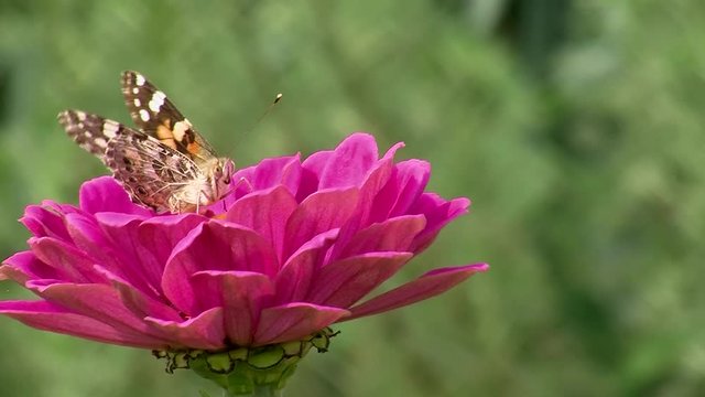 Eine pinke Zinnie mit einem Distelfalter schaukelt im Wind