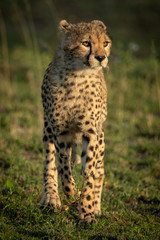 Cheetah cub with catchlights stands in grass