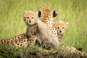 Cheetah cubs lie on mound beside mother