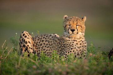 Naklejka na ściany i meble Cheetah cub with eyes closed in bushes