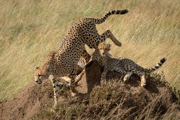 Cheetah hops from cubs on termite mound