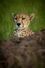 Cheetah head beyond termite mound in grass