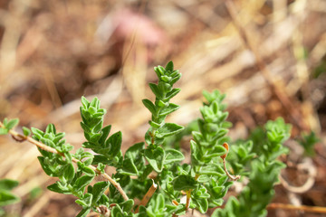 Wild oregano grows in the mountains. Raw oregano in field with blured background. Greek natural herb oregano. Green and fresh oregano flowers.