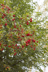Red ripe Rowan berries. Golden autumn in the Park.