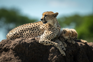 Cheetah lies on mound by sleeping cubs