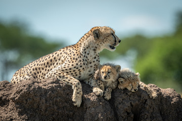 Fototapeta na wymiar Cheetah lies on mound beside two cubs