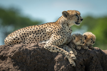 Cheetah lies on mound beside sleepy cubs
