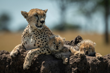 Fototapeta na wymiar Cheetah lies on mound by sleepy cubs