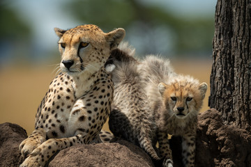 Cheetah lies on mound by two cubs
