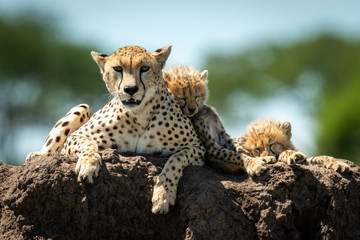 Cheetah lies on mound with sleeping cubs