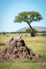 Cheetah lies on mound with tree behind