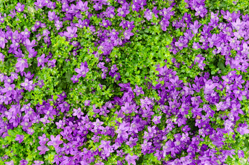 Purple Bellflowers or Campanula flowers with green leaves in the park outdoor. Beautiful bright blossom background at spring or summer season