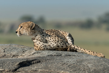 Fototapeta na wymiar Cheetah lies on sunlit rock in savannah