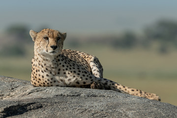 Cheetah lies on sunny rock in savannah