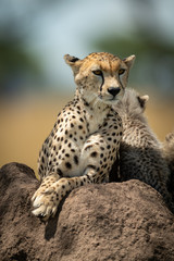 Cheetah lies on termite mound beside cubs