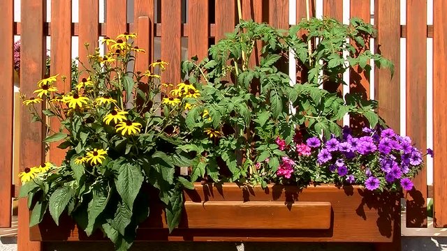 Gelbe Sonnenh&uuml;te, Paradeispflanzen, rosa Verbenen und violette Petunien in einem Blumentrog