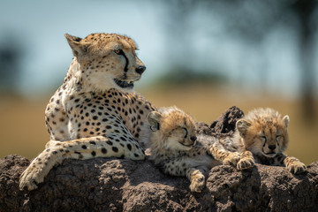 Cheetah lies with sleepy cubs on mound