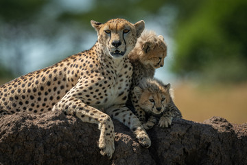 Cheetah lies with cubs on termite mound