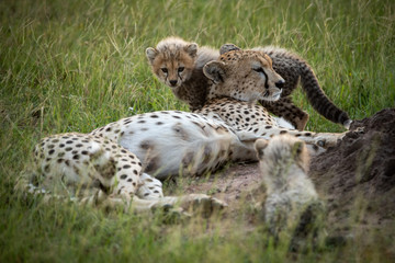 Cheetah lies with two cubs by mound