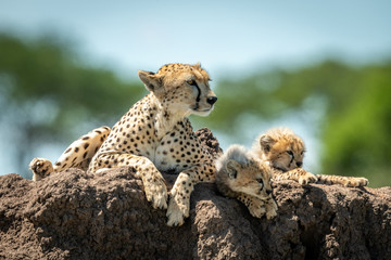 Cheetah lying on termite mound with cubs