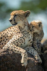 Cheetah resting on mound with two cubs