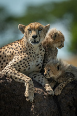 Cheetah resting on mound by two cubs